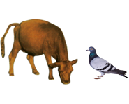 適合鳥(niǎo)類、幼崽